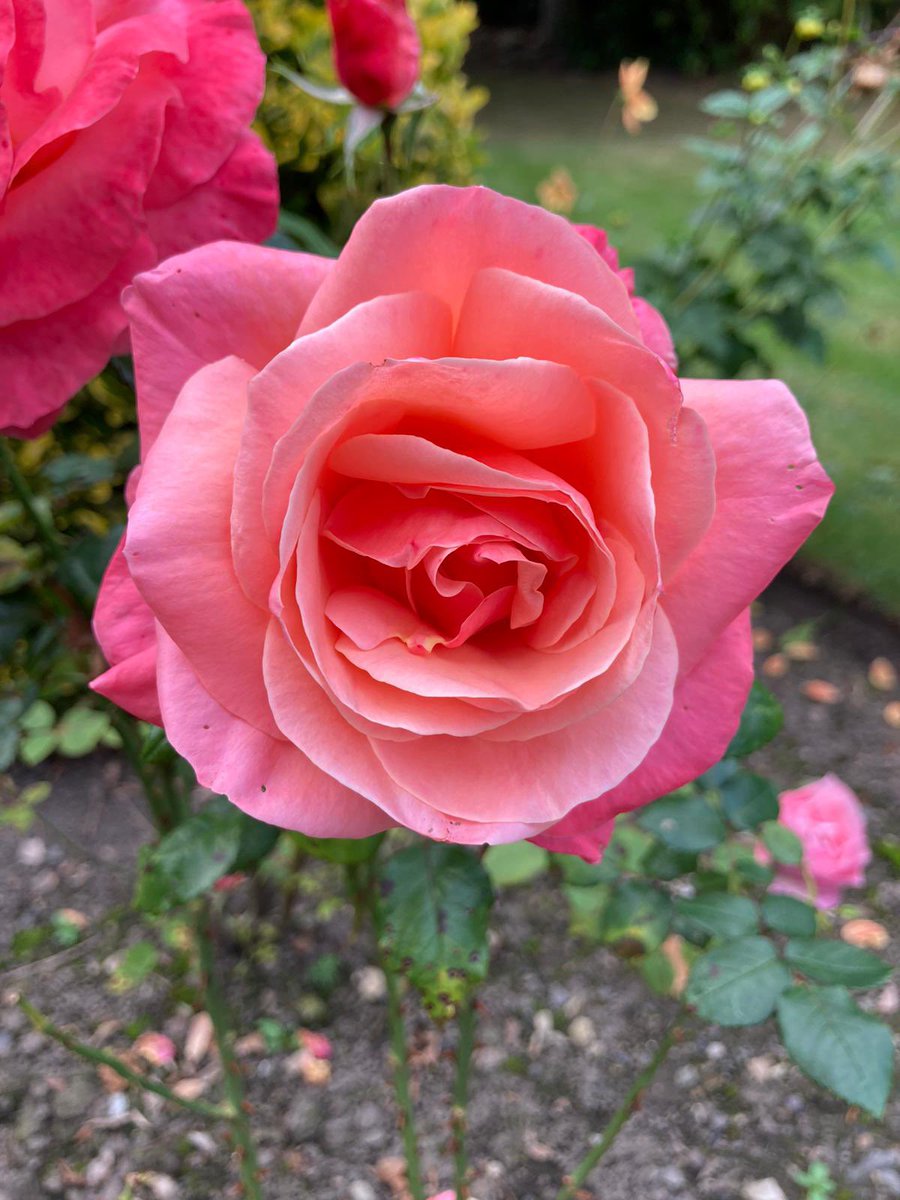 BradburneJohn's tweet image. “As in life, so in death, John Bradburne is witness to the Trinity.Two recorded incidents  from this service have palpable Trinitarian  symbolism &amp;amp; were perceived by onlookers  to indicate the very summit of reality’s supernatural order.” #johnbradburne #trinity #threeinone