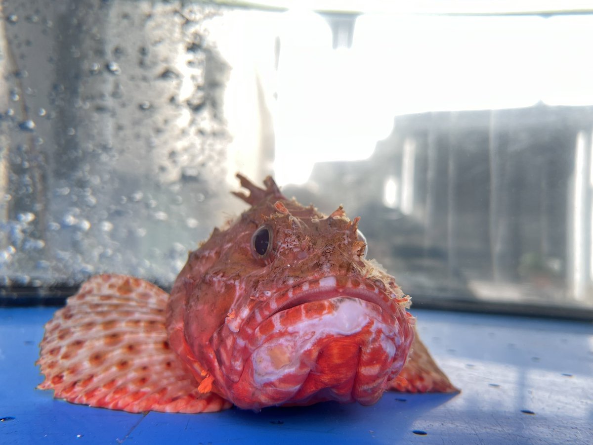 ゴリラステーキ tweet media