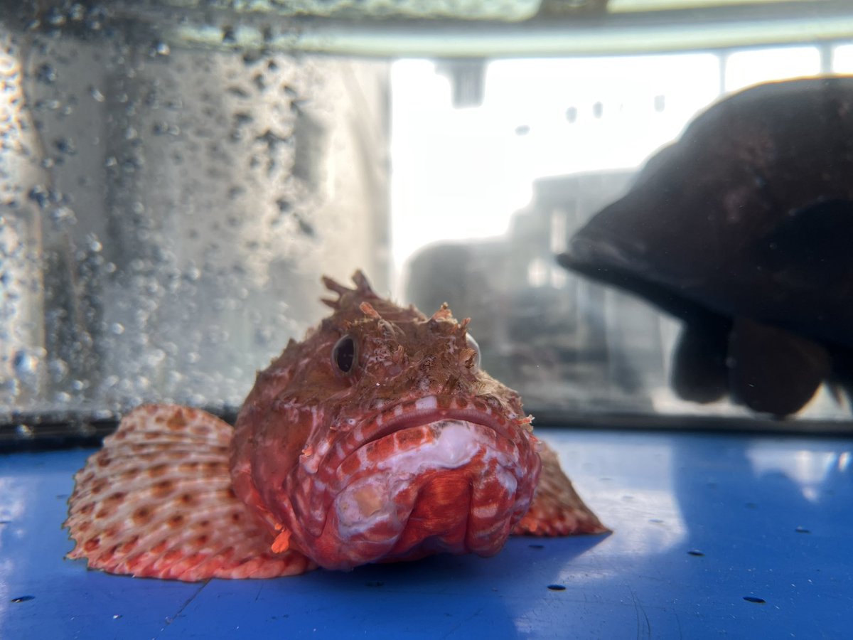 ゴリラステーキ tweet media