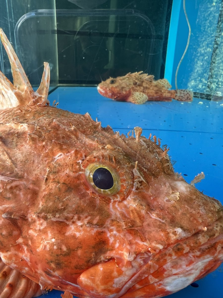 ゴリラステーキ tweet media