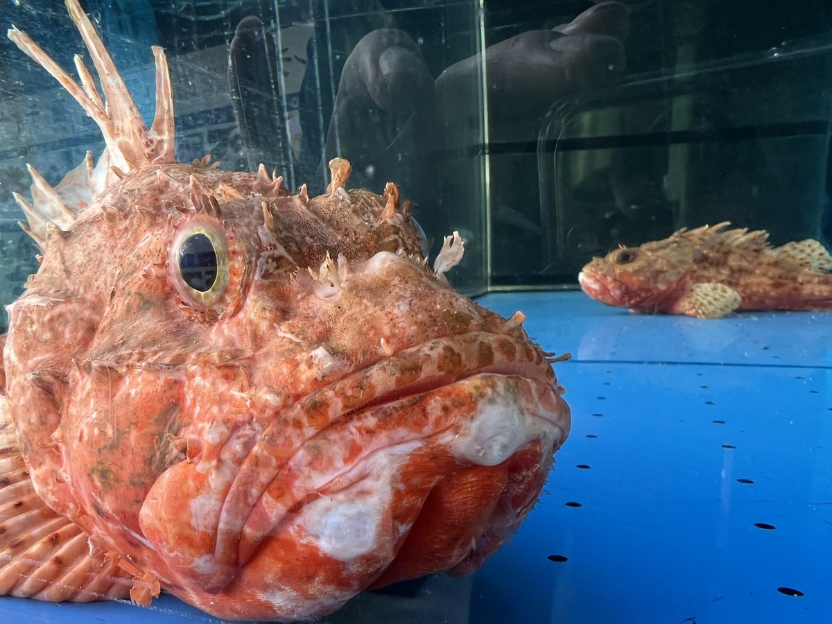 ゴリラステーキ tweet media