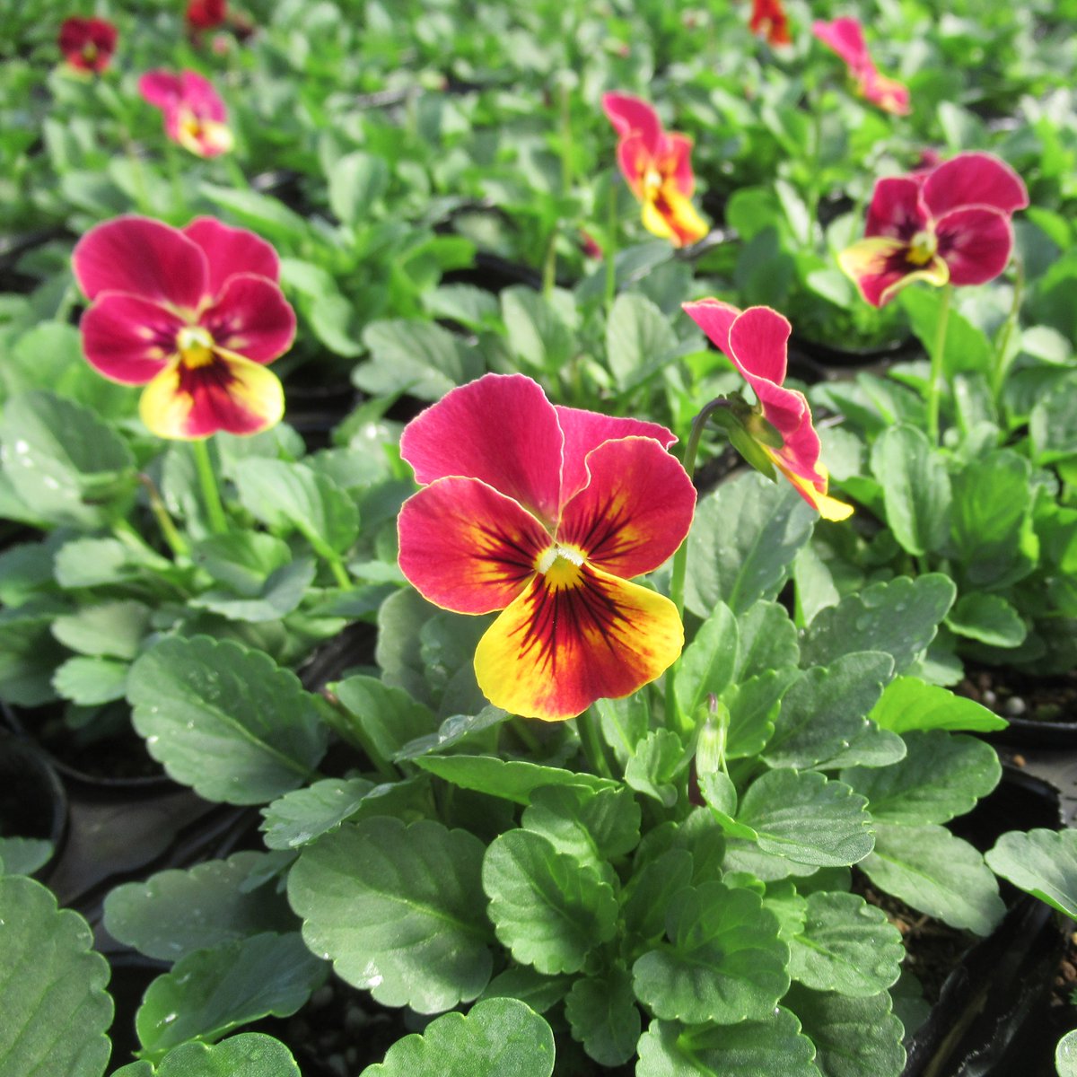 GreenKoyama's tweet photo. ビオラ・ももか・るびー
#greenhousekoyama #グリーンハウス小山 #花だん苗 #小平市 #東京 #ビオラももかるびー #ビオラももか #ビオラ #ももか #violaflower #viola #red #ruby #yellow #flowers #flower #green #gardenlife #gardenlove #花のある暮らし #花のある生活 #ガーデニング #gardening https://t.co/s4qWslyLuc