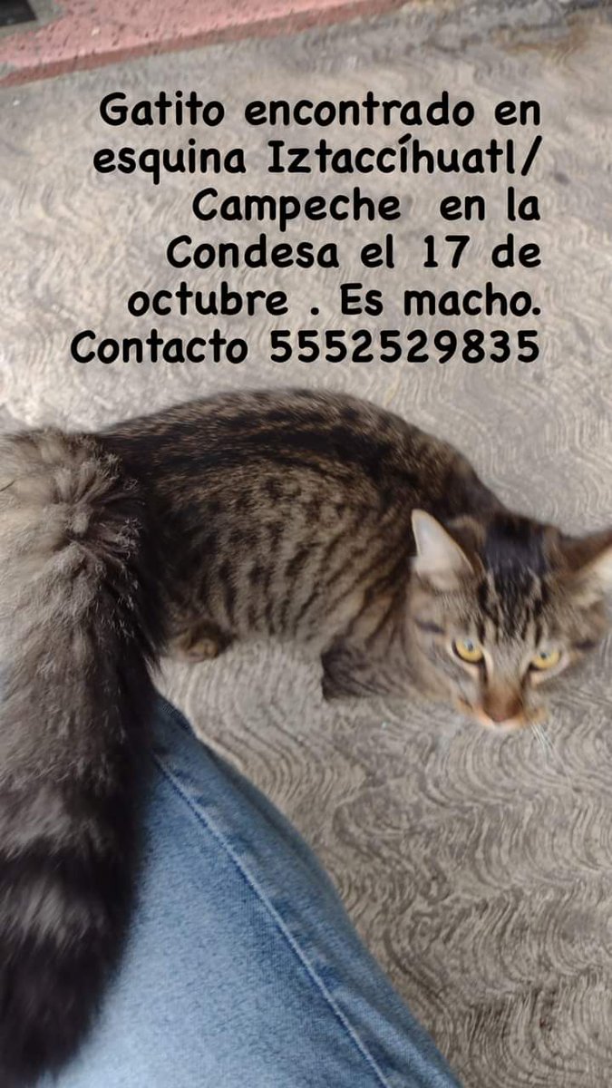 ladelcabaret's tweet photo. Gato encontrado hoy en Iztaccihuatl y Campeche. #condesa
@MascotasSismo @polimniaromana
@VidaCondesa https://t.co/pn8JpFm3Ru