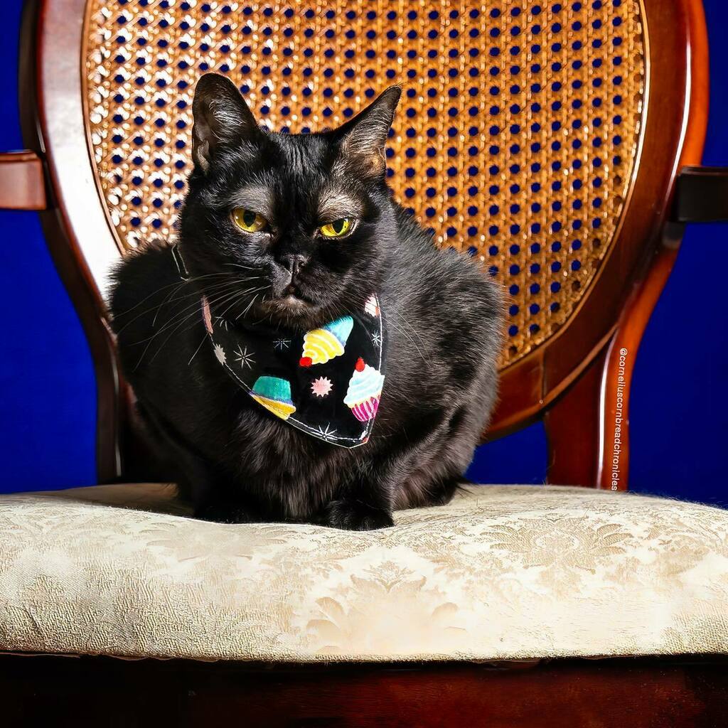 corneliuscorny's tweet photo. 🥱 Just sitting on my birthday throne looking sassy and a little tuckered out from playing with my new toys and hanging with all my sweet friends!! 👑 🧁 Y’all, what a birthday weekend!! #birthdaycat⁣
⁣
🥰 Thank you all so much for the sweet birthday… https://t.co/9uJwcvqkn3 https://t.co/2y2i1nxpiD