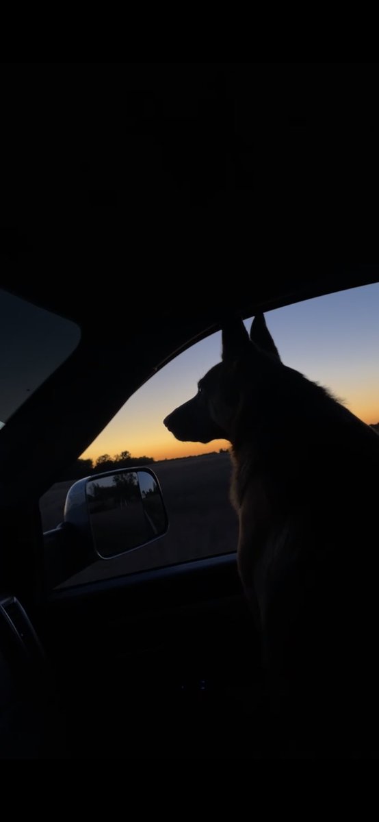 brandonbusss's tweet photo. Nothing quite like good dogs and Indiana sunsets https://t.co/Zkw8YkIixW