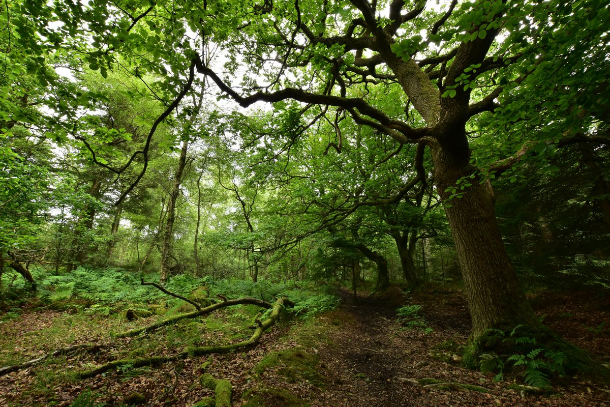 Natalie Pilakouta tweet media