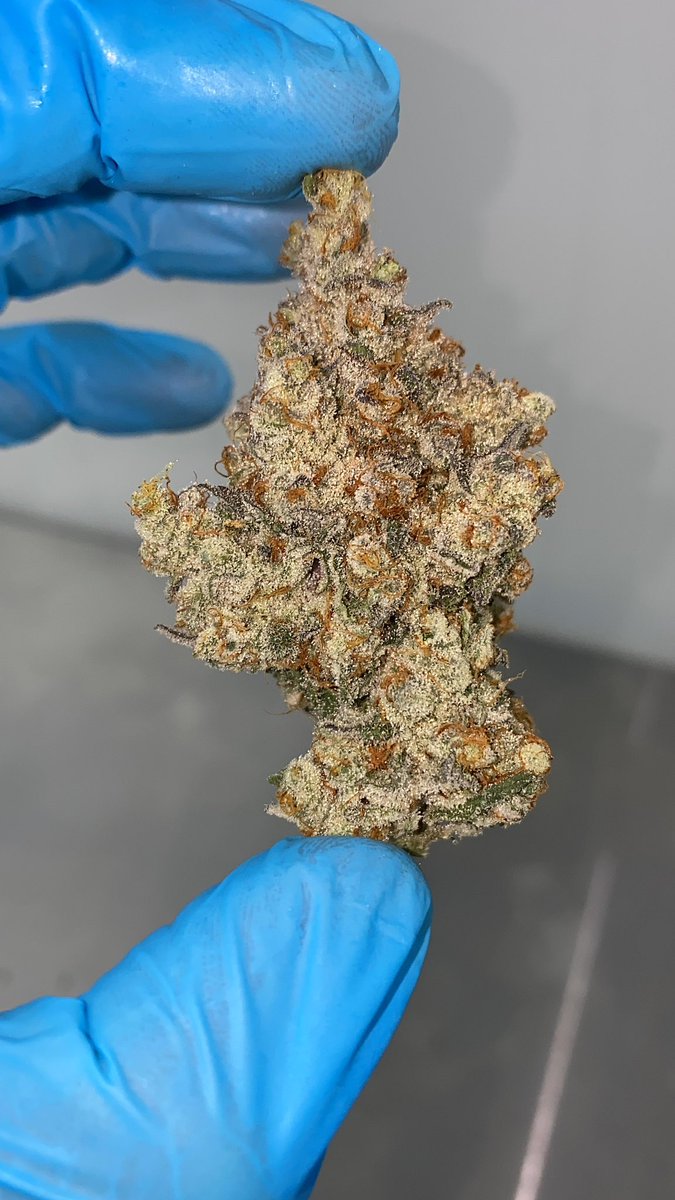 berner415's tweet photo. First harvest in Florida looks so beautiful! I’m bring nothing but fire and fire menus to Florida 💪🏽🍪 https://t.co/urpnZPJ1kv