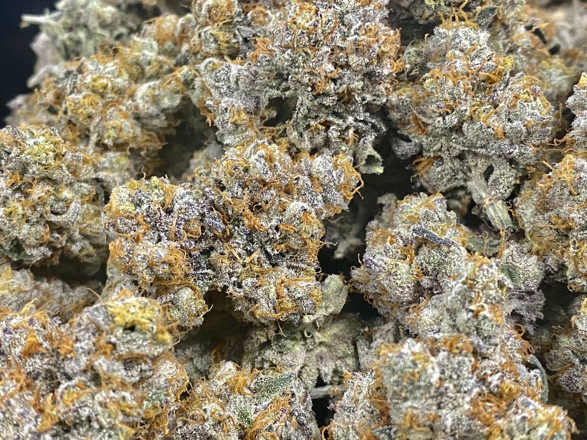 berner415's tweet photo. First harvest in Florida looks so beautiful! I’m bring nothing but fire and fire menus to Florida 💪🏽🍪 https://t.co/urpnZPJ1kv