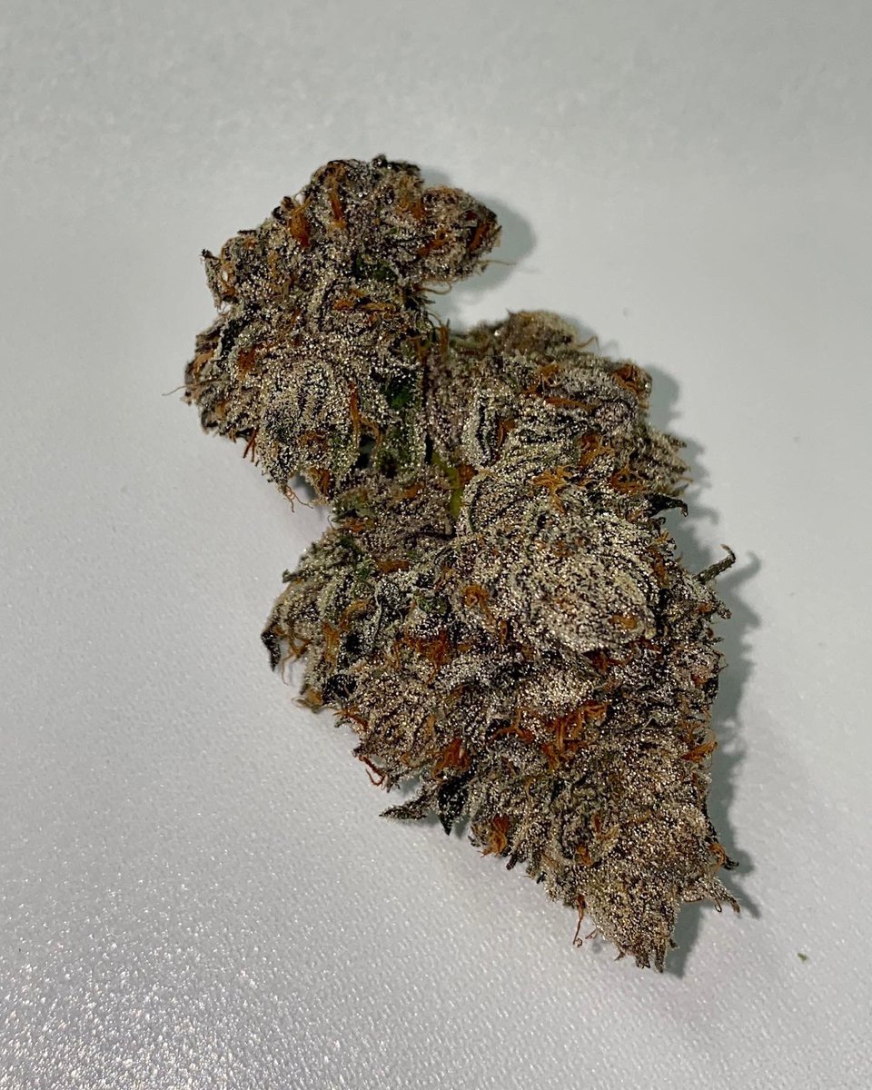 berner415's tweet photo. First harvest in Florida looks so beautiful! I’m bring nothing but fire and fire menus to Florida 💪🏽🍪 https://t.co/urpnZPJ1kv