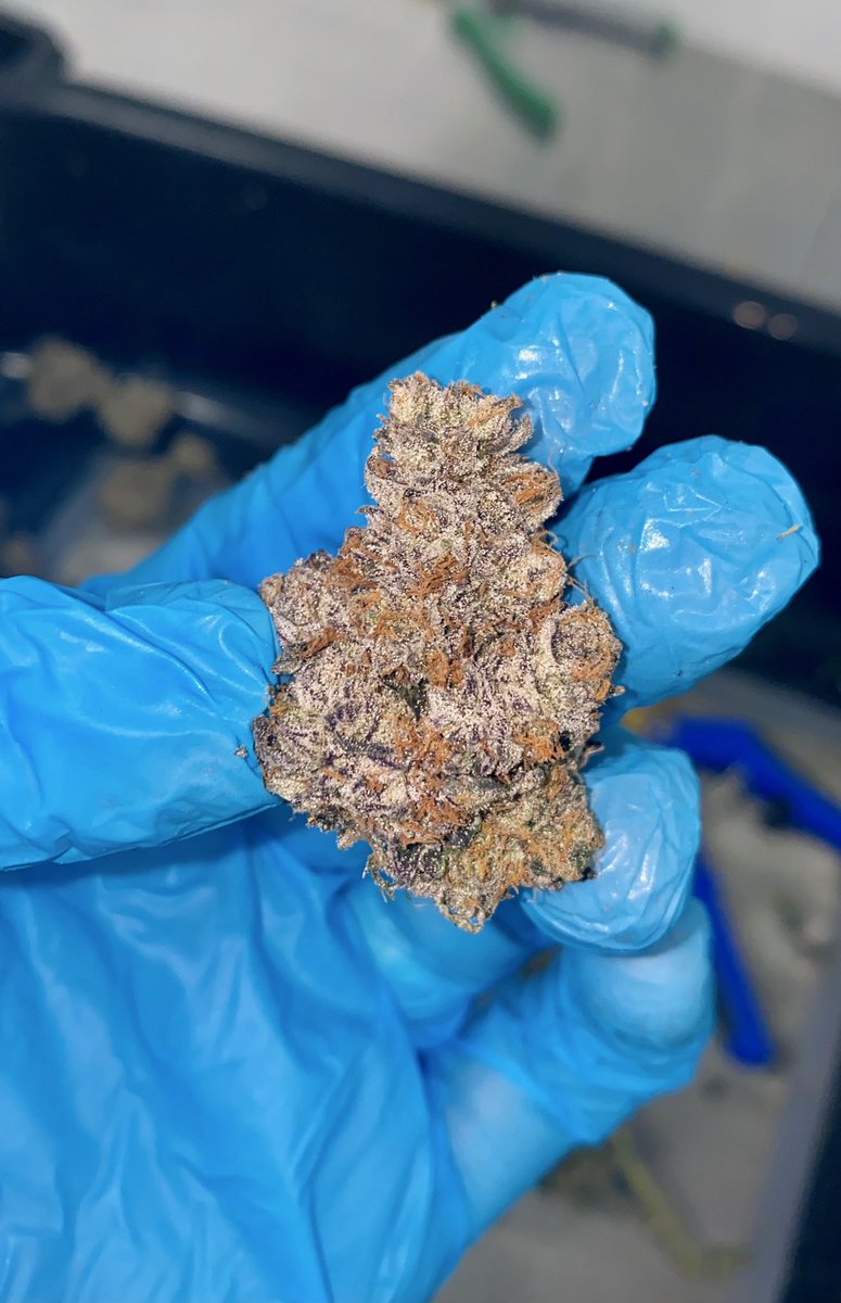 berner415's tweet photo. First harvest in Florida looks so beautiful! I’m bring nothing but fire and fire menus to Florida 💪🏽🍪 https://t.co/urpnZPJ1kv