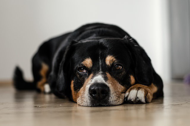 ImproveDogs's tweet photo. Here, we've created an in-depth guide regarding puppy vaccination to help you create a health checkup schedule for your dog.

Read more 👉 https://t.co/4geKknrM3x

#improvedogs #doghealth #AllAboutDogs #dogwellness #DogVeterinaryCare #dogcare #DogCareResponsibilities https://t.co/BXFq73LKxD