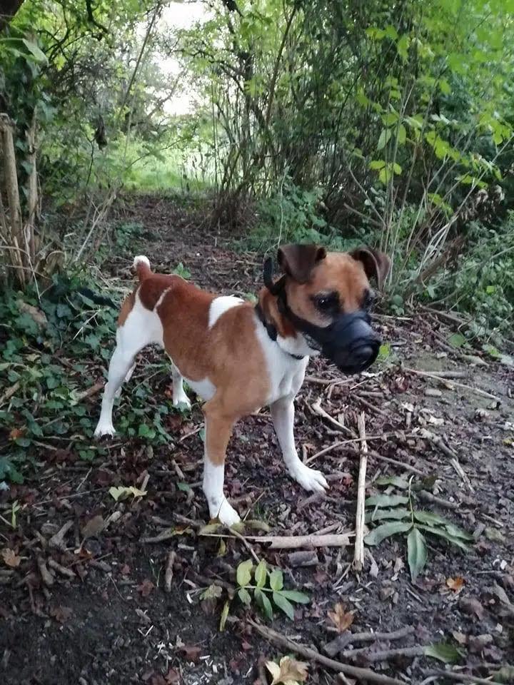 DelavegaPepita's tweet photo. VOUS SAVEZ : BALANCEZ !!!
APPEL A TEMOIN 🚨🚨🚨🚨🚨
Retrouvé au niveau de la pépinière (Gravelines), Son ex-propriétaire, n’a rien trouvé de mieux que de l’attacher à 1 arbre et de le museler pour éviter les cris
VOUS CONNAISSEZ SON PROPRIO :
SPA de DUNKERQUE 📞03 28 61 12 00 https://t.co/P1QmBymHw3