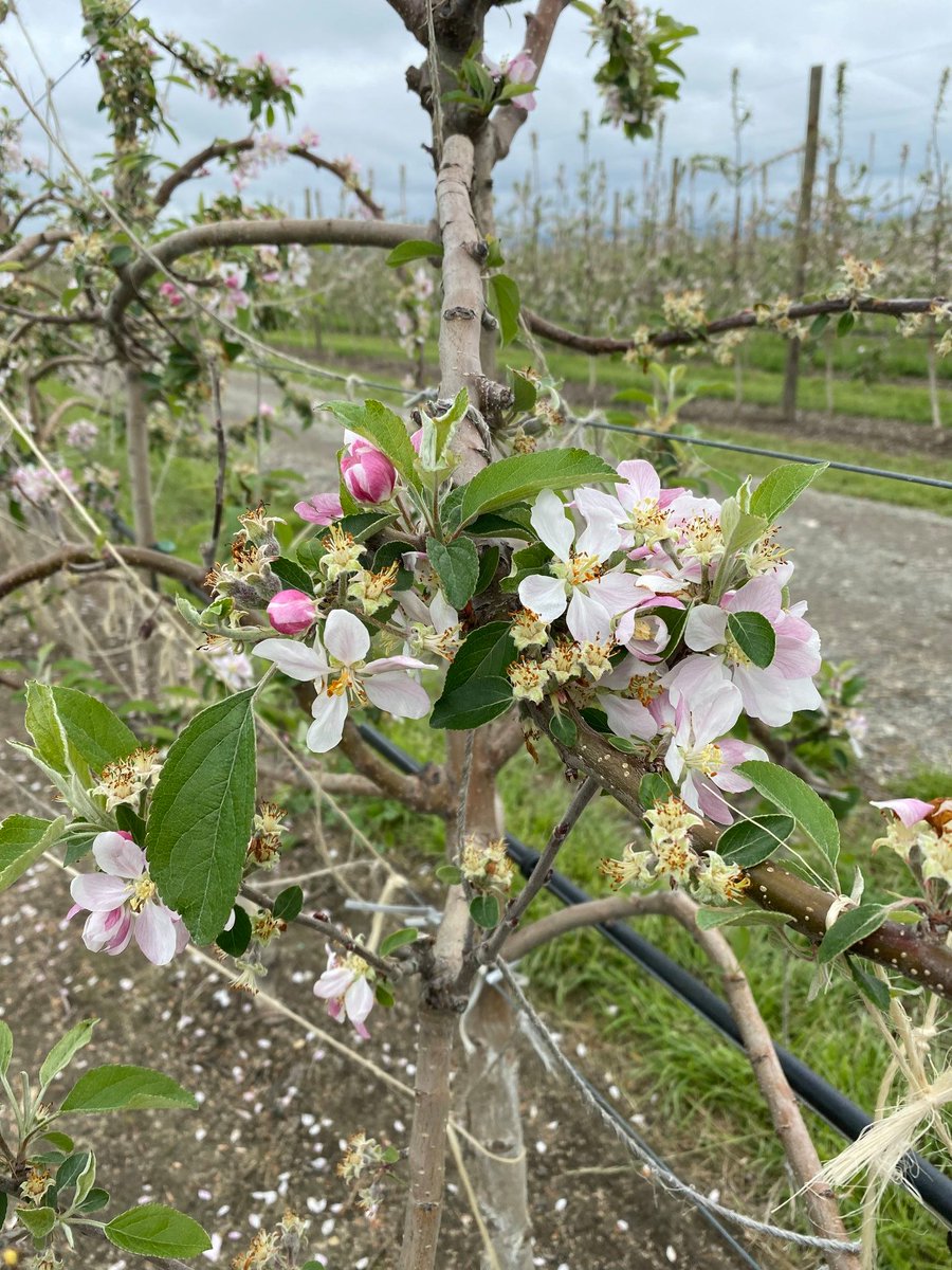 adama_nz's tweet photo. Envy apples in #Gisborne area. Flowering is staggered due to tree vigour & different treatments used. Fruitlet thinner #BREVIS will be applied this season with the FREE tool #BreviSmart to help growers determine the best time to apply for optimum thinning. https://t.co/7oueBUgv0v https://t.co/MKZpLpulFu