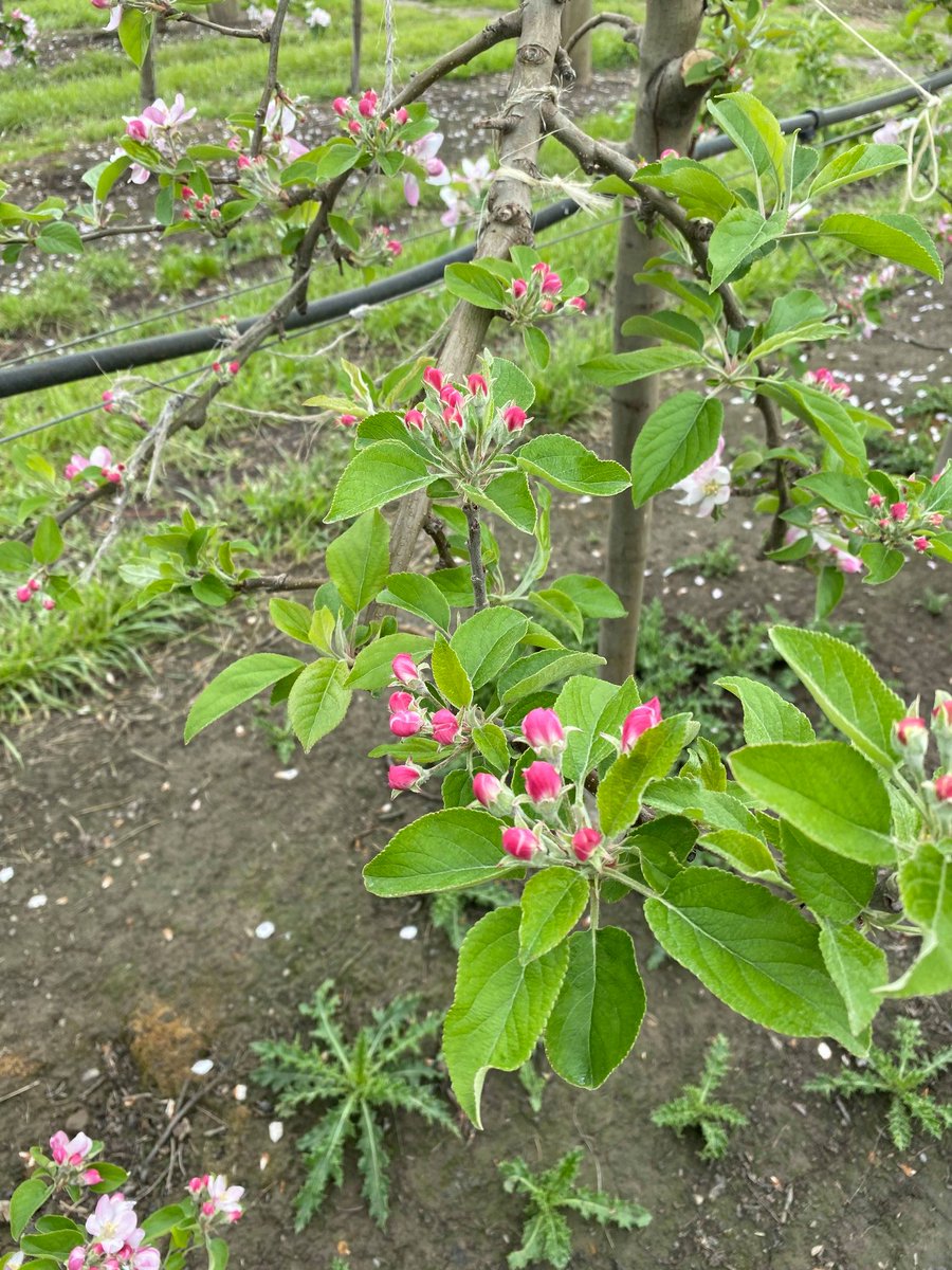 adama_nz's tweet photo. Envy apples in #Gisborne area. Flowering is staggered due to tree vigour & different treatments used. Fruitlet thinner #BREVIS will be applied this season with the FREE tool #BreviSmart to help growers determine the best time to apply for optimum thinning. https://t.co/7oueBUgv0v https://t.co/MKZpLpulFu
