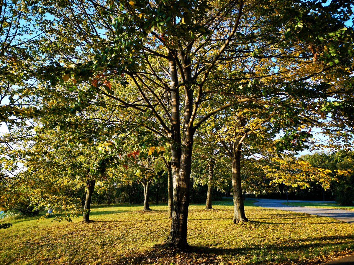 DJairportdisco's tweet photo. The magic of autumn
#autumnnature #photography #autumncolours #October2021 #magicdays #Autumn #Herbst https://t.co/70Ny49RVUc
