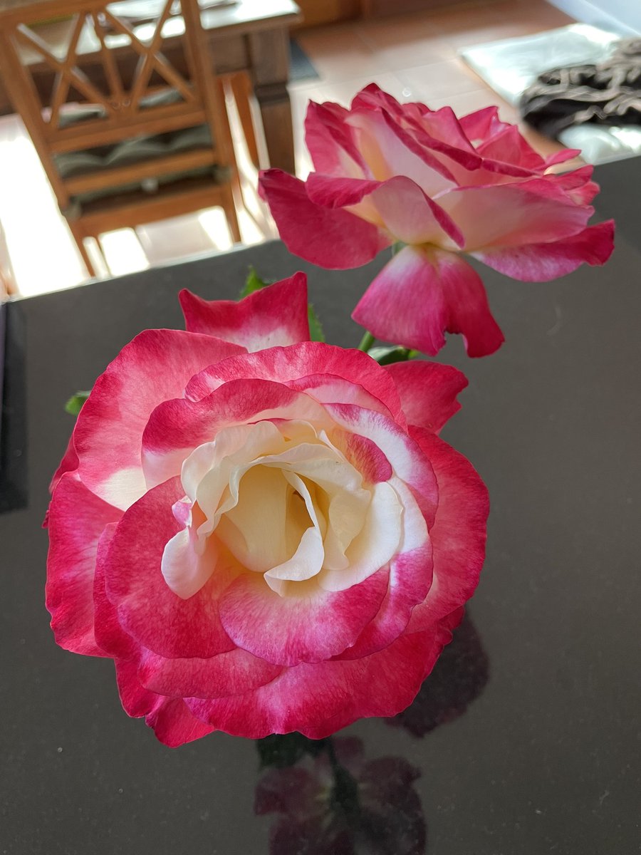 Bronwyn Venus tweet media