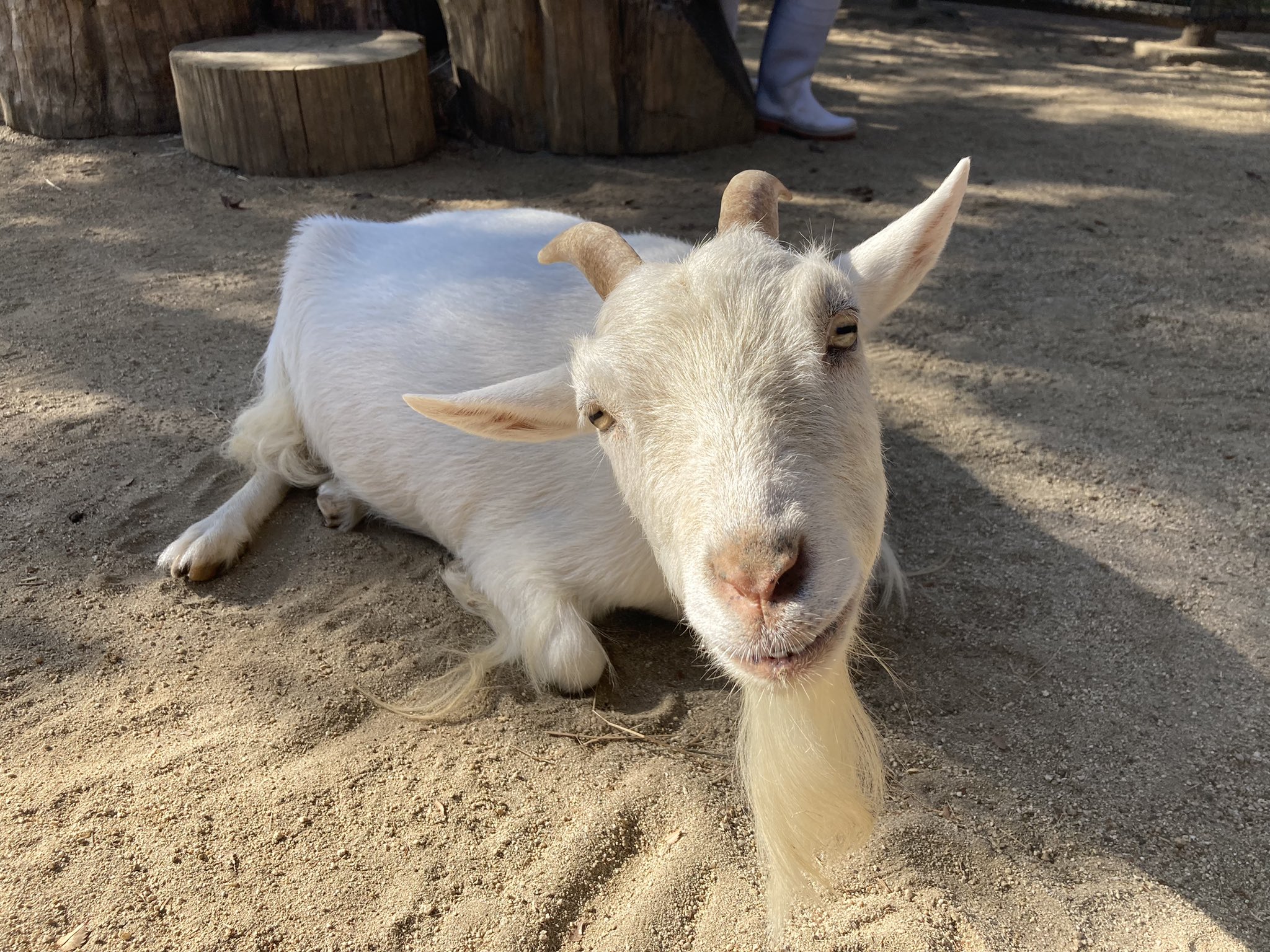熊本市動植物園 公式 動物ふれあい広場より 10月17日はシバヤギ かんなちゃん7歳のお誕生日 ということで おからでケーキを作ってお祝いしました メスのシバヤギ達の中では1番強いリーダーヤギですが 人にはとっても優しいかんなちゃん これから