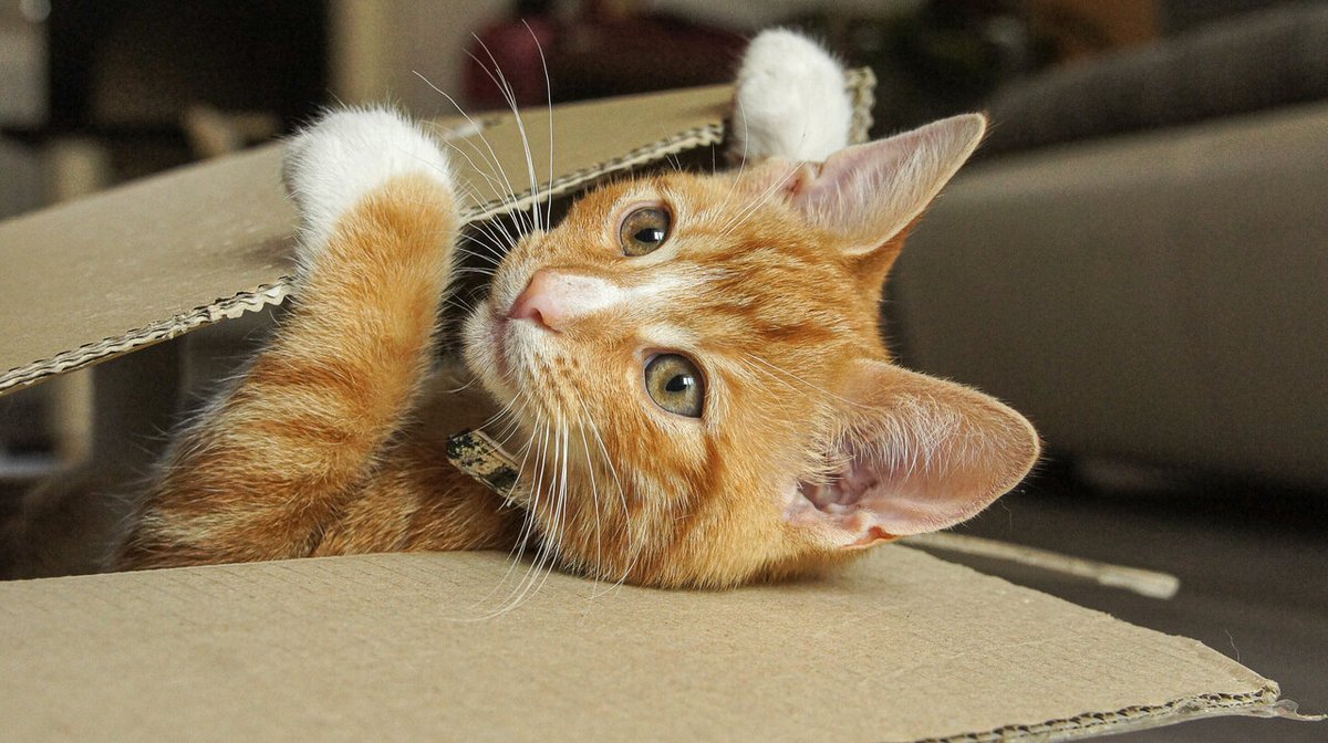 NewOneliners's tweet photo. 'Care for cats? So did people along the Silk Road more than 1,000 years ago'

More than the silk did.

__
https://t.co/aSuf8RpWnA https://t.co/c6oRNQKjZU
