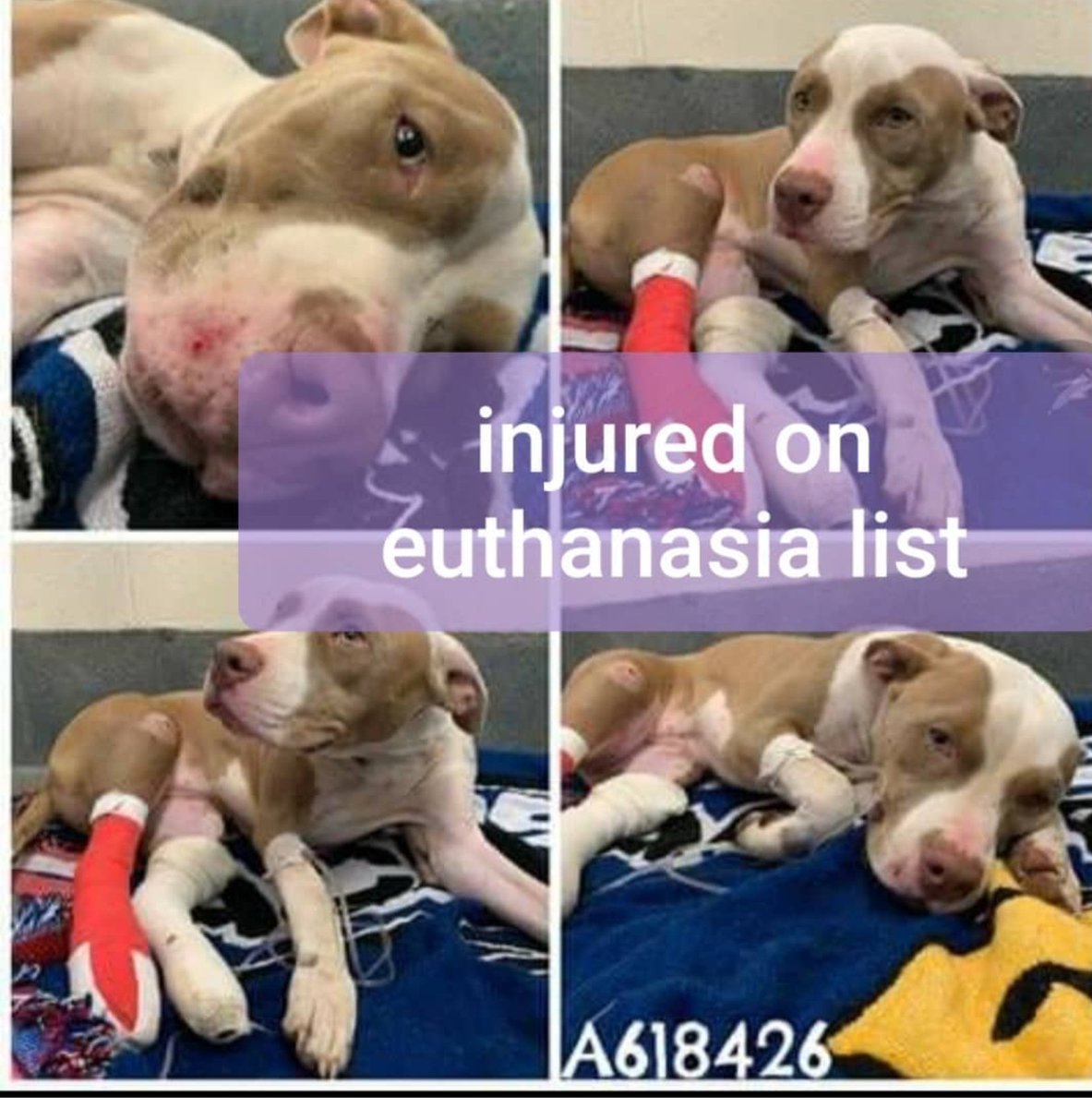 INJURED AND NOW EUTHANASIA LISTED PLEASE SHARE FOF HER LIFE

618426 Saffron is a female who is around 2 years old, weighs 49 lbs, and is heartworm negative. SAN ANTONIO tx

TO ADOPT, FOSTER, OR RESCUE Please Email: placement@sanantoniopetsalive.org 
 
THIS DOG IS IN ACS