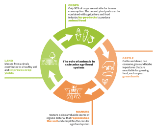 aggieplastic's tweet photo. An example of circular farming at its best!

Crops that are not used by humans are fed to cattle and sheep. Their excretions are then used as manure and new crops are planted in the nutrient-rich soil. This circle allows us to reduce and reuse waste! #CircularFarm @IdeasCongress https://t.co/5Uo6kgOLYi