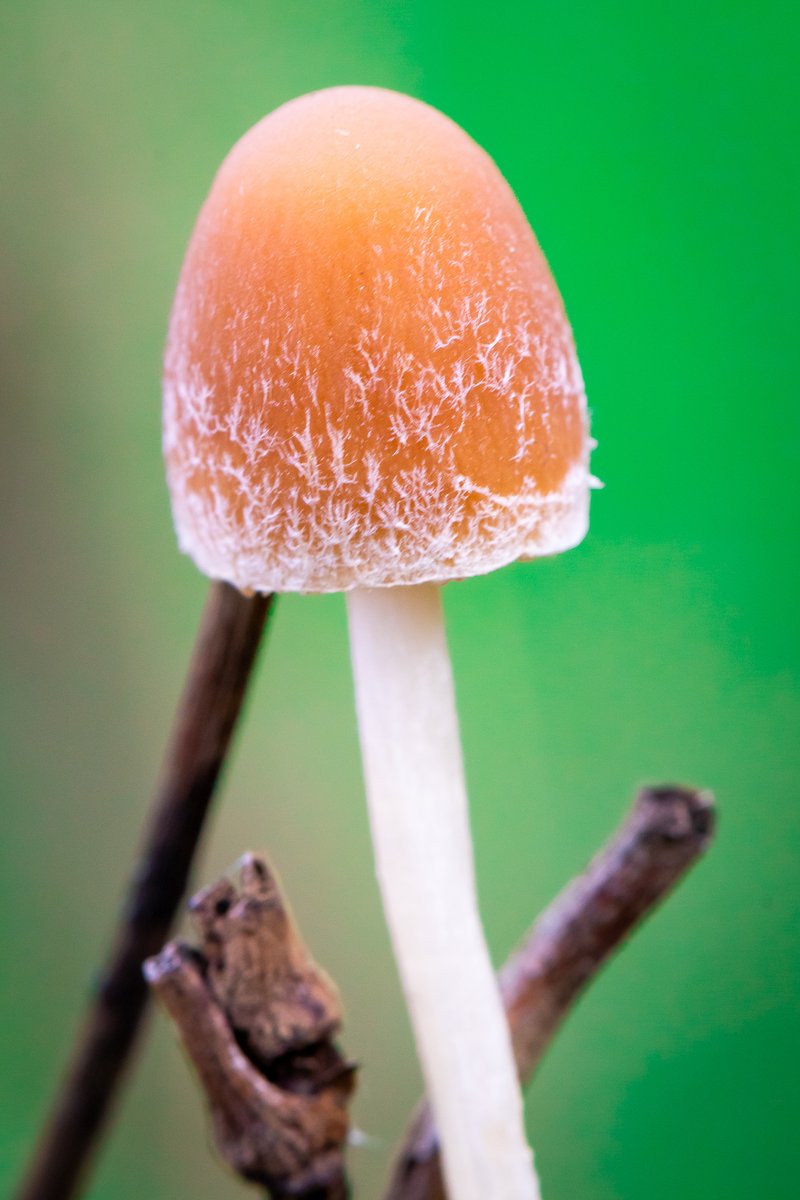 JoeGrins's tweet photo. Photo Journal 10/17/2021 New Macro Setup (Powell Butte)

Go to my website to see more photos!

#flowers #fungi #gear #hiking #insects #macro #macrophotography #macrogrammers #macros #mushroomphotos #mushrooms #nature #naturephotography #photoblog #photography #PowellButte #snakes https://t.co/jwsUh39BVf