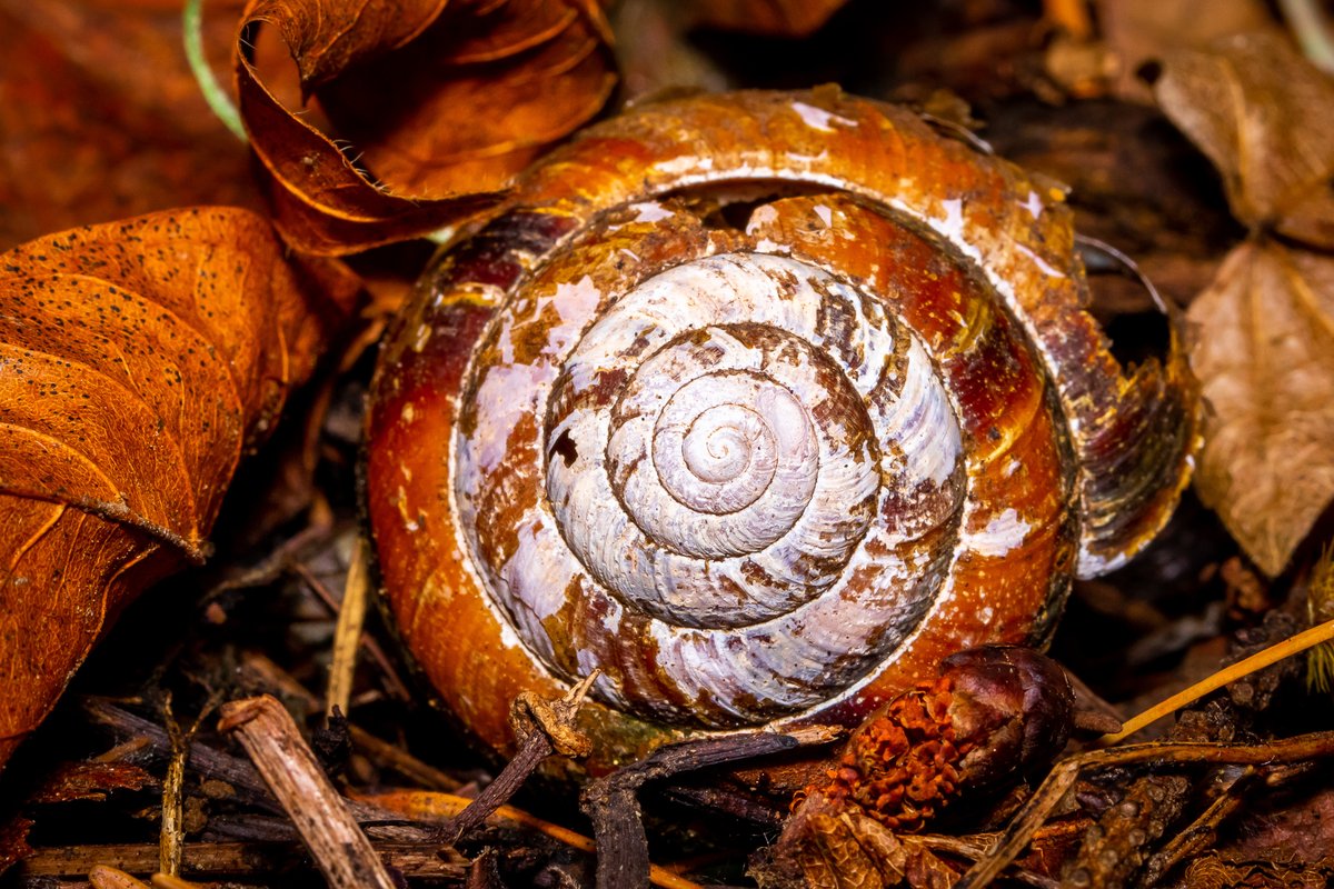 JoeGrins's tweet photo. Photo Journal 10/17/2021 New Macro Setup (Powell Butte)

Go to my website to see more photos!

#flowers #fungi #gear #hiking #insects #macro #macrophotography #macrogrammers #macros #mushroomphotos #mushrooms #nature #naturephotography #photoblog #photography #PowellButte #snakes https://t.co/jwsUh39BVf