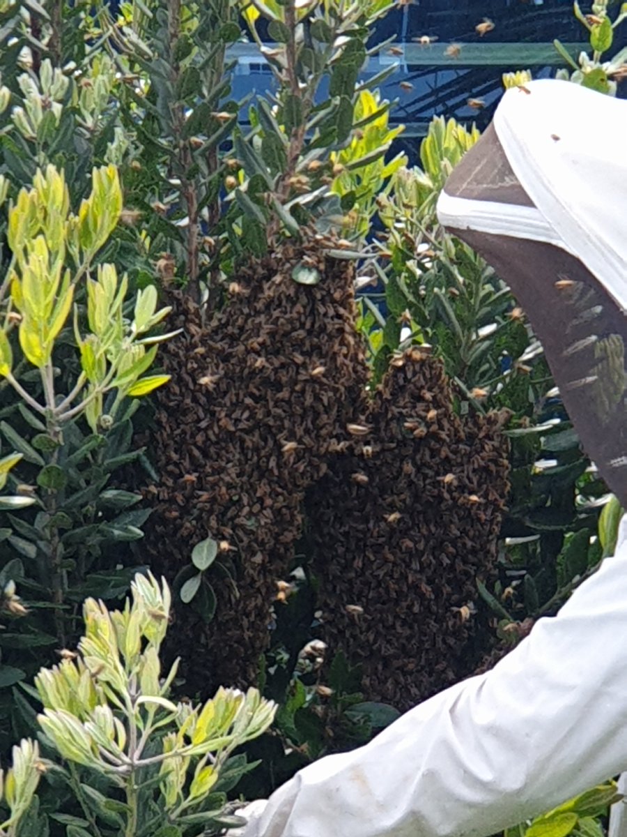 If this guy isn't a Swarmkeeper ranger, then no-one is. Photos taken outside Zac's work this morning