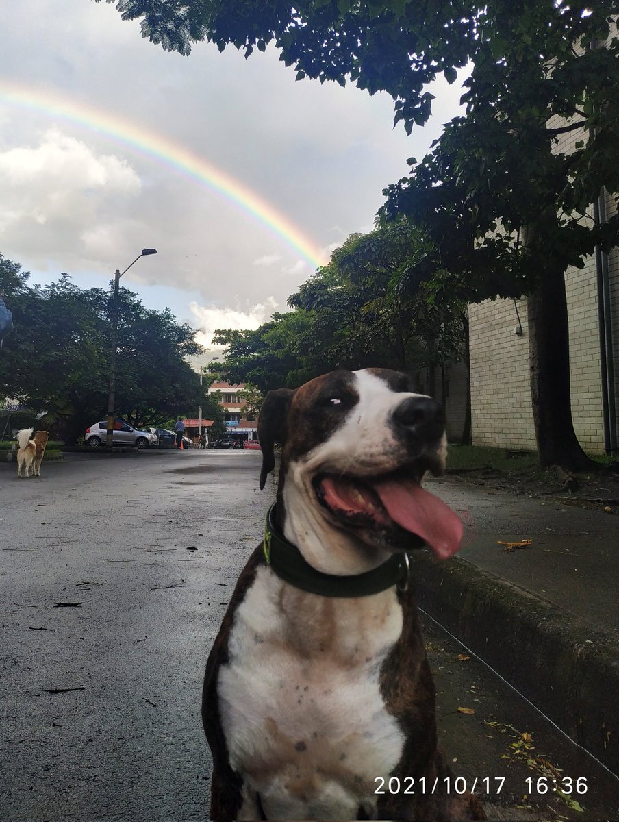 Dogs_City_'s tweet photo. Acá también trabajamos los domingos... #HablemosDePeludos #SashaGallego #DogsCity #arcoiris 🌈 🐾💚 #dogs #dogsoftwitter #DOGSIGNAL #dogsarefamily #dogsarelove #dogslife #dogslove https://t.co/qPEHV2DKPf