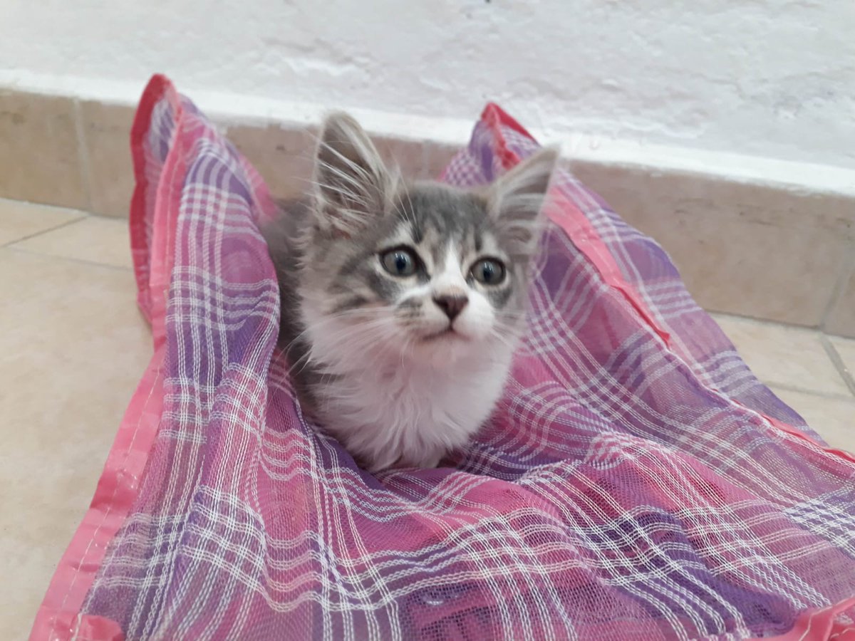 Vamosxunacasa's tweet photo. Si la ternura tuviera un nombre sería #Morusa, ella es una de 4 meses que, desde pequeña supo lo que era el abandono y ahora solo desea que una familia abra ¿te animas? #NoAlAbandono #AdoptaNoCompres #TenenciaResponsable https://t.co/x0AGlgze4j