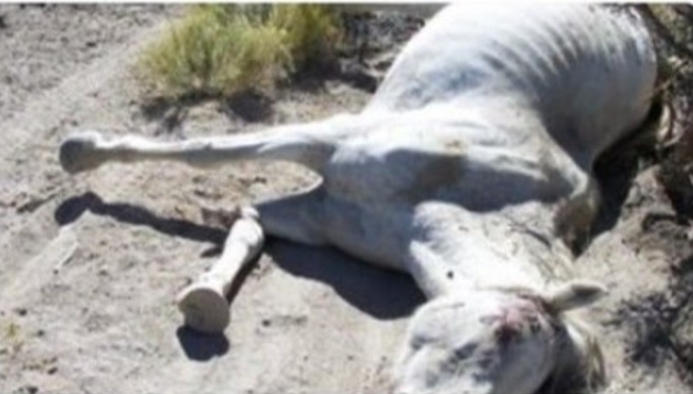 PhaedraXTeddy's tweet image. 🔽 Did you realize ? We remove #wildhorses &amp;amp; slaughter and #liveexport cows to Japan &amp;amp; China ! What a  waste. We destroy our land for #simplot and #catoor, a few billionaire corporations who benefit. 

These corporations  are subsidized every step of rhe way.

#stoptheroundups