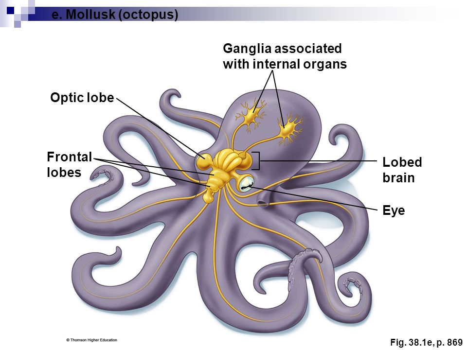 colinkyle57's tweet photo. Searching through the jungle, the kids found magical "Octopus Fruits" that grant temporary bonuses to Intelligence, because octopuses are so smart. One girl in the group proudly pointed that that octopuses have 9 brains so they're REALLY smart #DnD #Ecology #science #octopusbrain https://t.co/tacOK65JBc