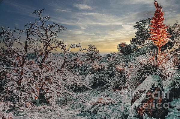 haveweekendwill's tweet photo. New artwork for sale! - "Mojave Desert Mountain Snowfal" - https://t.co/eaEq8xuEP4 @fineartamerica https://t.co/2XmpUkIb9A