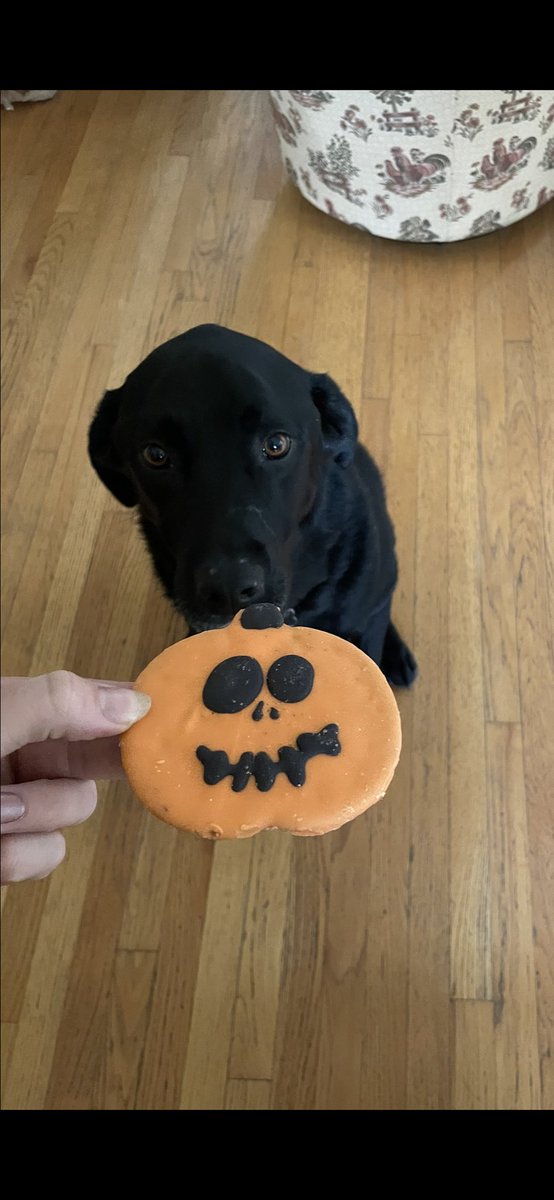_thewurste's tweet photo. A good boy https://t.co/Bsgi5cijA6