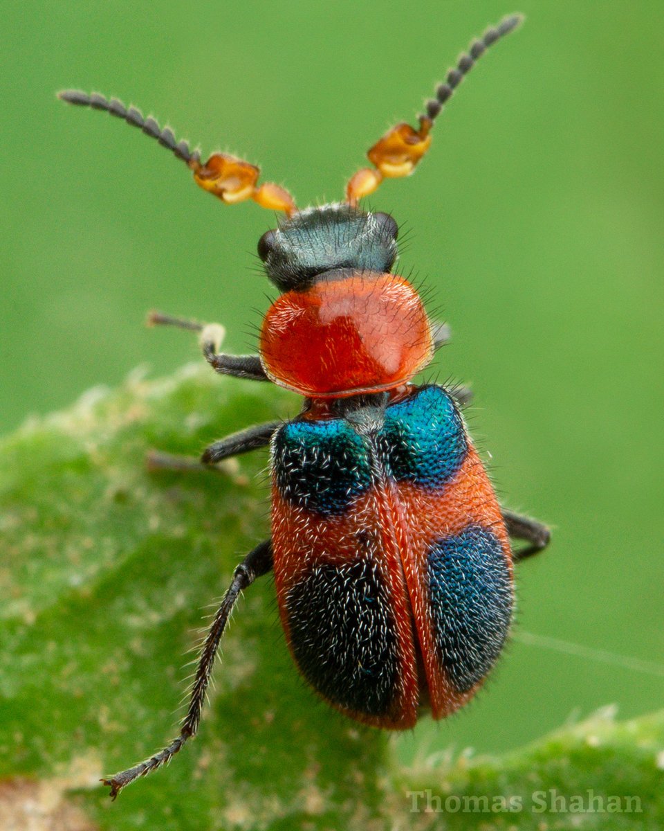 ThomasShahan's tweet photo. Was not prepared for the modified antennae of this male Collops sp soft-winged flower beetle seen in the woods this afternoon - very weird! Guessing I'd have catch them mating to get an idea of what's going on here (females don't have these odd antennae!) #melyridae #beetles https://t.co/UPmp5hWGAr