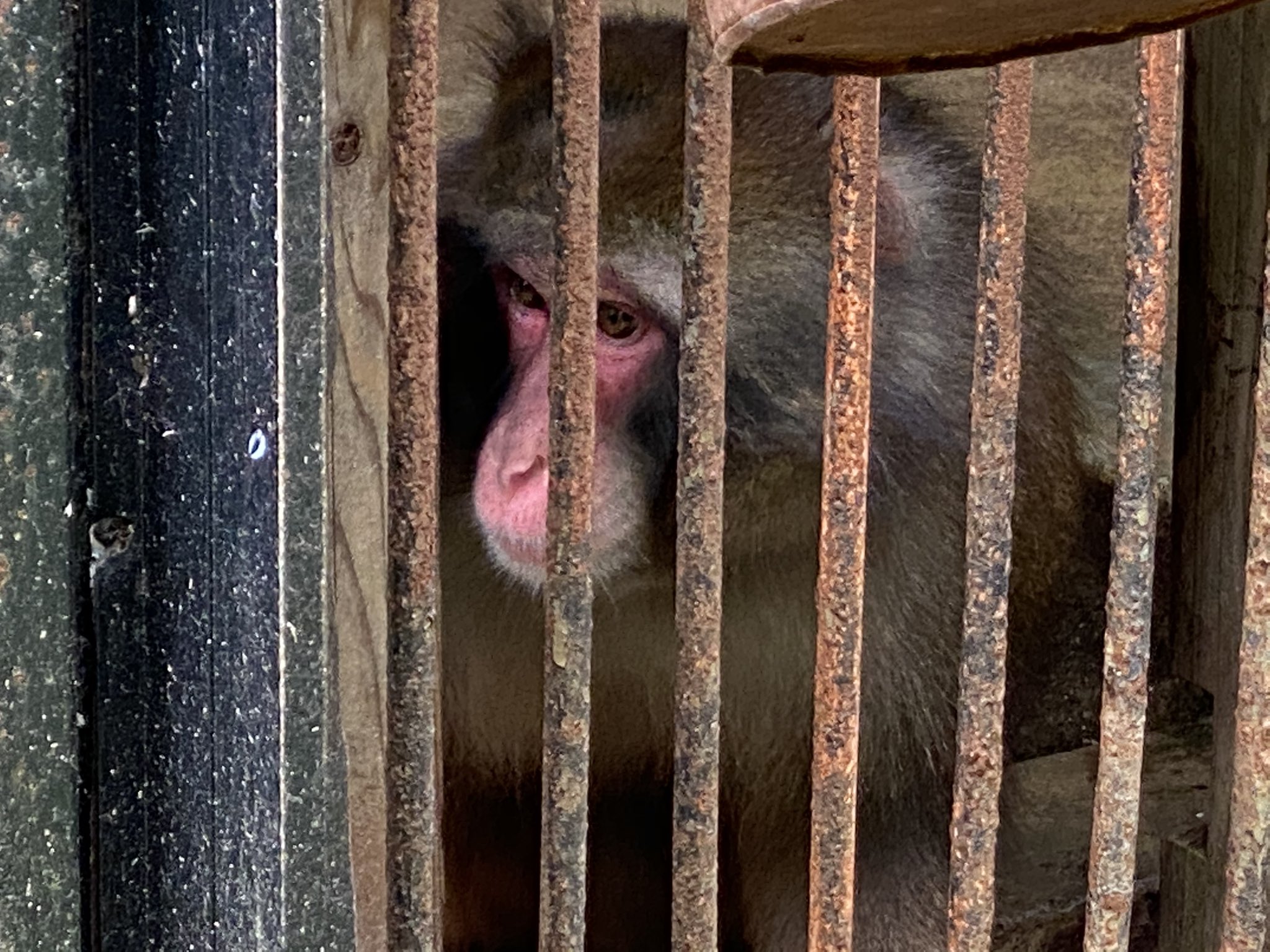 تويتر たびおん على تويتر 福知山市動物園を一躍有名にしたウリ坊とみわちゃんもすっかり大人になりました 福知山市動物園 ウリ坊とみわちゃん T Co Dgmg9j19iy
