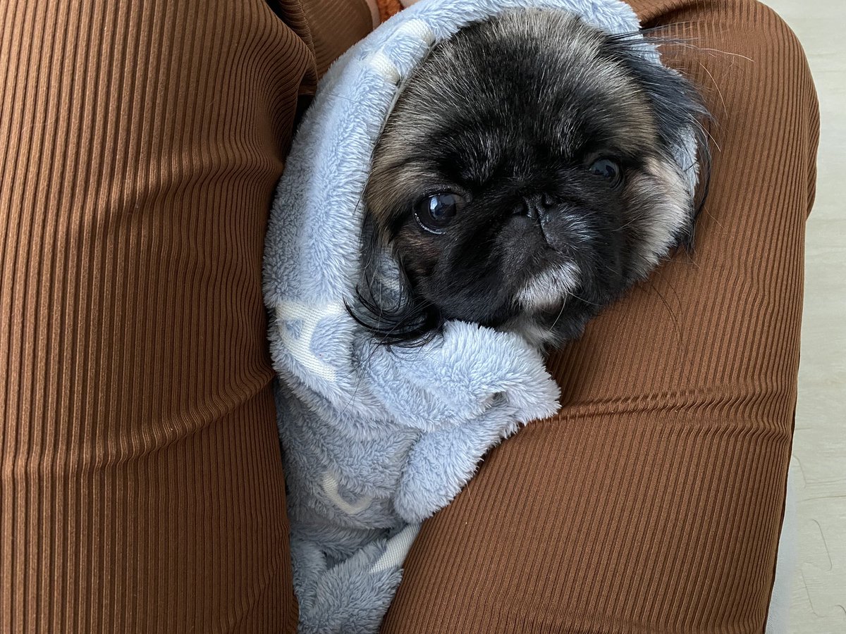 Top Tweets For 鼻ぺちゃ犬 Twstalker