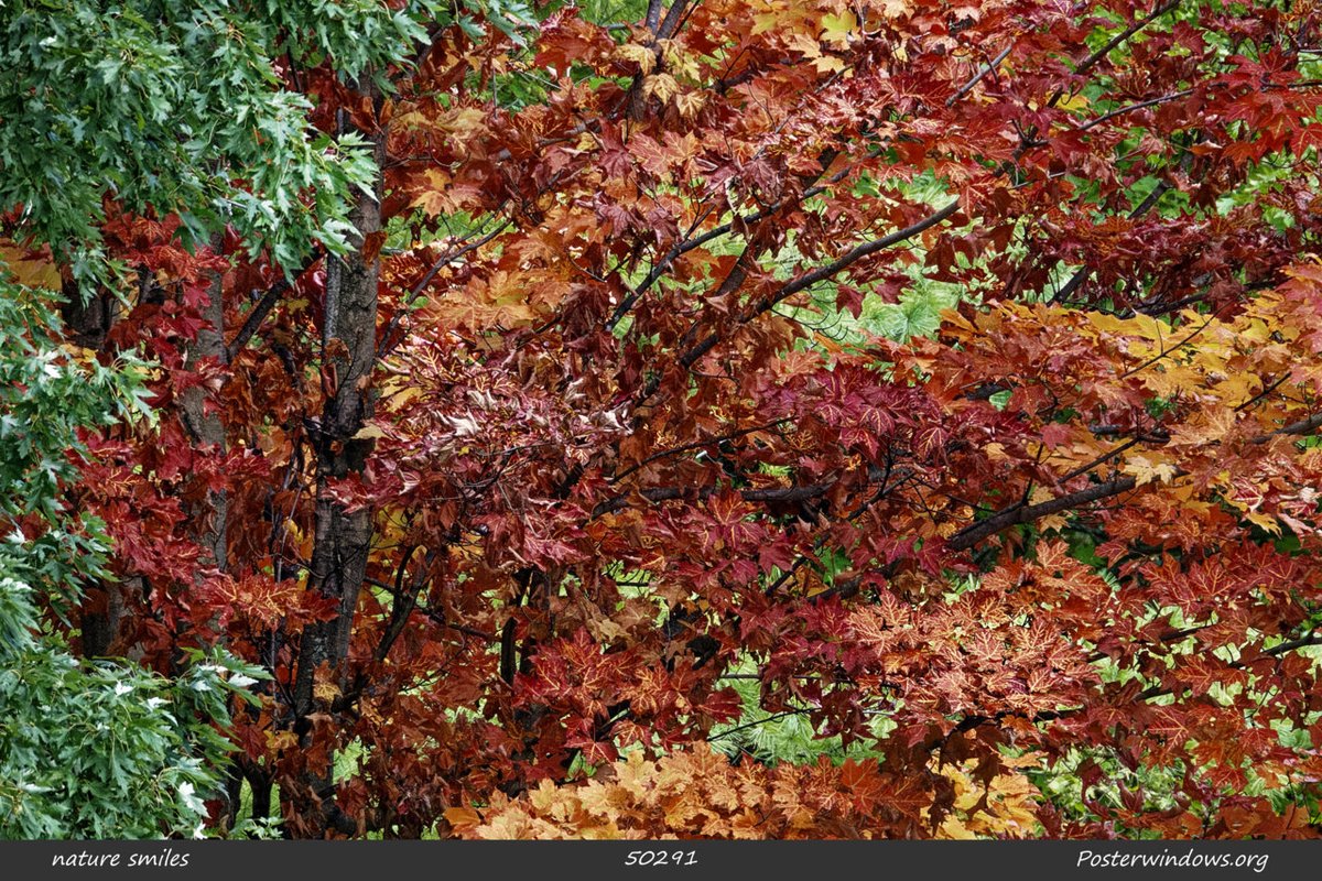 posterwindows's tweet photo. maples ◦ change
#trees #fall #leaves #naturephotography #photography #conservation #ecotherapy #naturetherapy #plants #photo #posters #nature :) https://t.co/lrvimvcs4N https://t.co/oMks6smTqQ