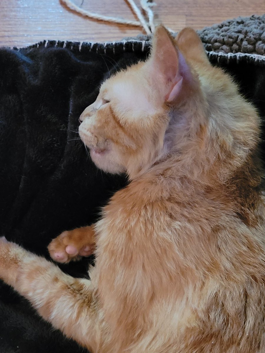 lynnslagle42's tweet photo. Mommy says I am a sleeping angel 😈 she's playing her game and I am snoozing away at her feet. She's off tomorrow and said we would have some snuggles! I can't wait! #cerebellarhypoplasia #wobblykitty #chkitty #chlove #sleepingdevil #mommysboy #edgariscomfyandwarm #picattack https://t.co/vUHwUqzvoI