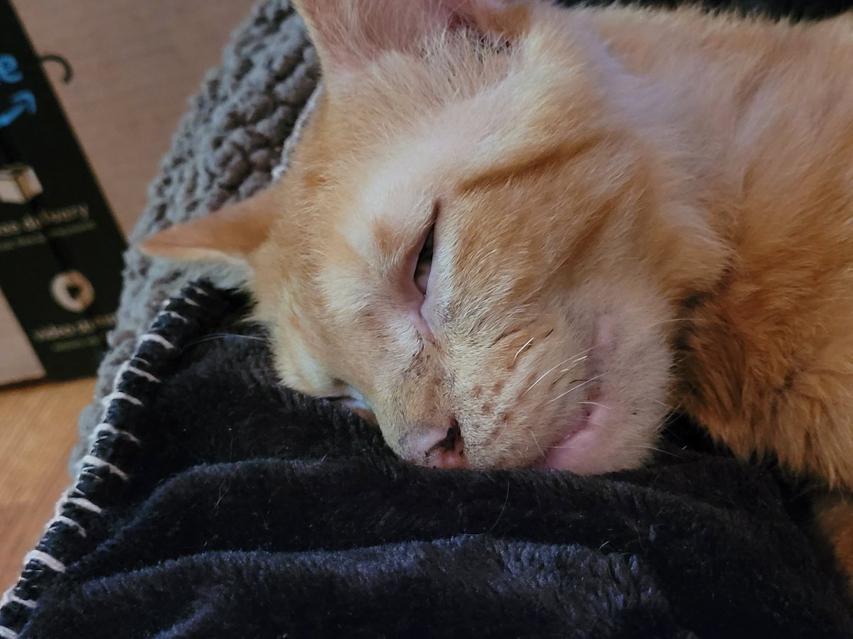 lynnslagle42's tweet photo. Mommy says I am a sleeping angel 😈 she's playing her game and I am snoozing away at her feet. She's off tomorrow and said we would have some snuggles! I can't wait! #cerebellarhypoplasia #wobblykitty #chkitty #chlove #sleepingdevil #mommysboy #edgariscomfyandwarm #picattack https://t.co/vUHwUqzvoI