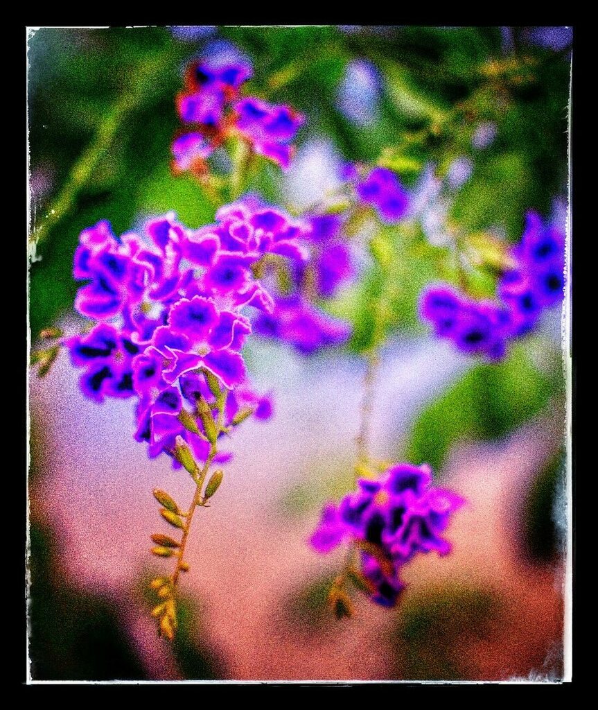 kikutaroid's tweet photo. 無題
#街歩き
#scene
#花 #flower
#植物 #plants
#路傍 #roadside
#pentax #pentaxk30 #k30
#smc #smcp #smcpentax #smcp5014 #kmount #singlefocuslens #mflens #oldlens
#trimmed #retouched #filtereffects
#darkroomapp #maxcurveapp #snapseedapp https://t.co/658uJXZlYB https://t.co/Ijrj92EwDB