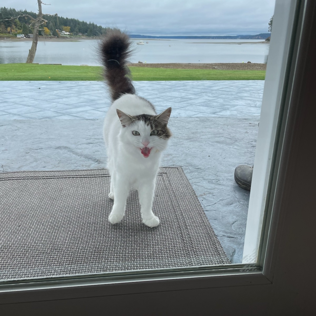 KokiePipkin's tweet photo. This is one unhappy cat. She walked down three houses to complain about her life. They picked her up to pet her. Apparently life at my house isn't good enough 🙄 #cats #wylo #CatsofTwittter #whitecatsoftwitter #meow #keypeninsula #pugetsound #keypenitreal https://t.co/TxZzudy5C2