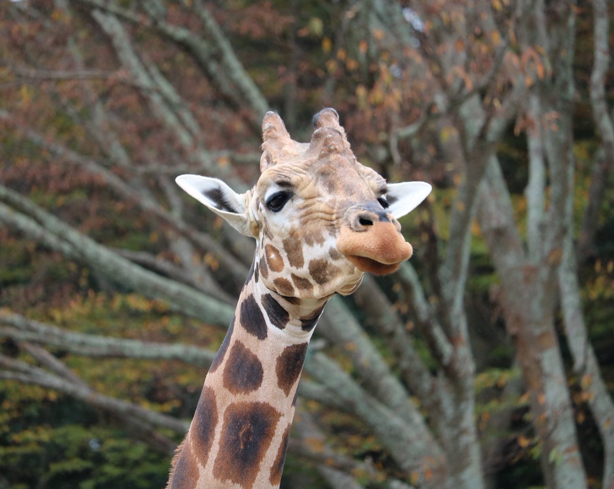hamamatsuzoo's tweet photo. 本日、10月18日でリョウは12歳になりました🎉
リョウにとって11歳の1年間は、シマウマのジャスミンが来園したり、ウィンビの誕生があったりと、新たな出会いの一年だったかな🦓
これからも大きな怪我や病気なく、過ごしていけますように…🦒
#浜松市動物園 #キリン #gilaffe #hamamatsuzoo https://t.co/nHYoD95MjE