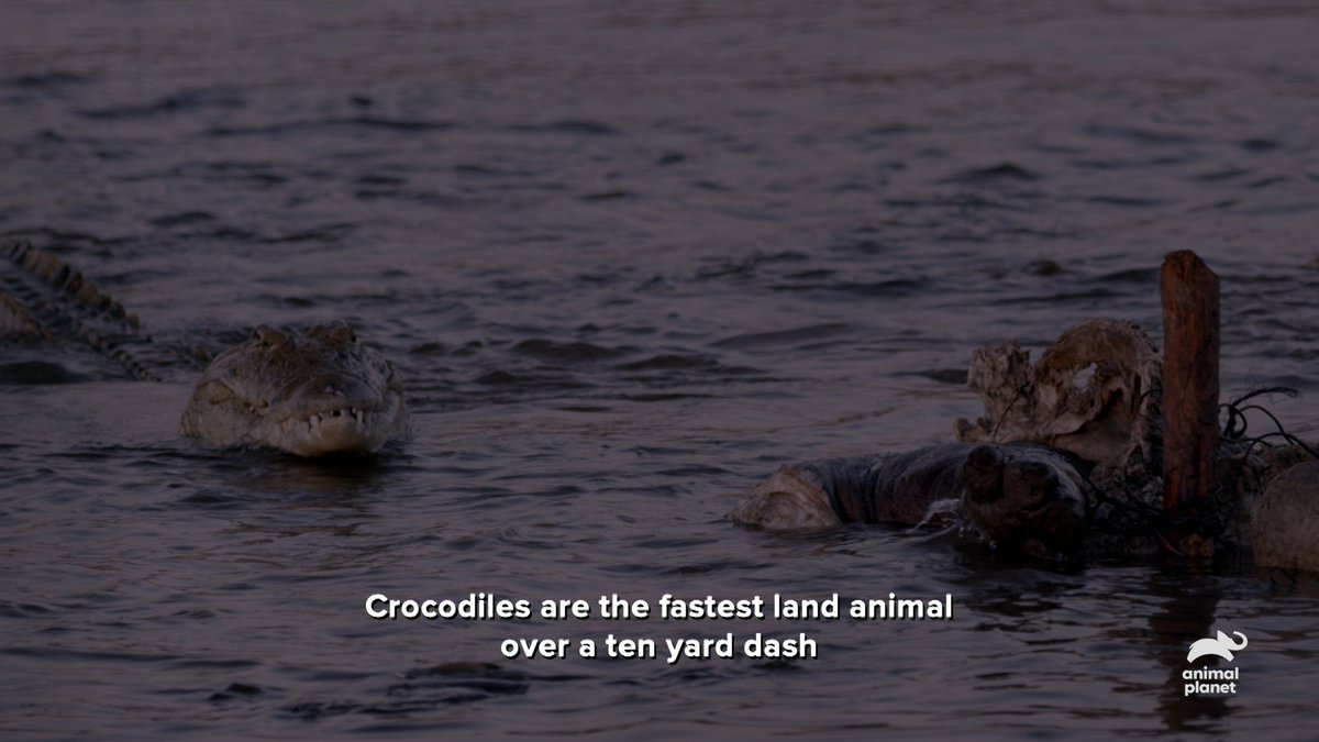 AnimalPlanet's tweet image. Don’t mess around with crocodiles 🐊

 📺 #MysteriousCreatures with @ForrestGalante on Animal Planet and streaming on @discoveryplus