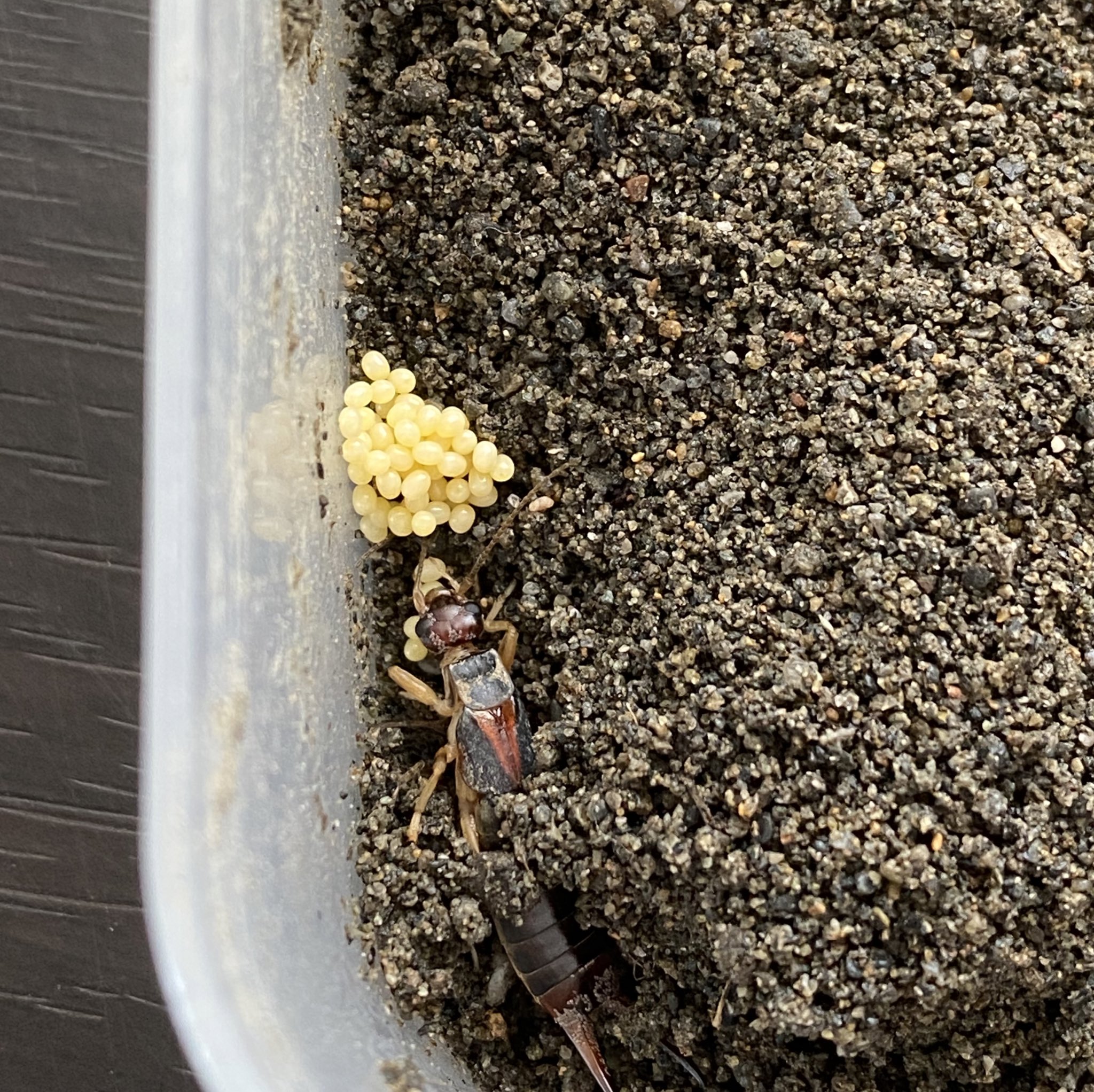 ばたやん Grasshobby Twitter