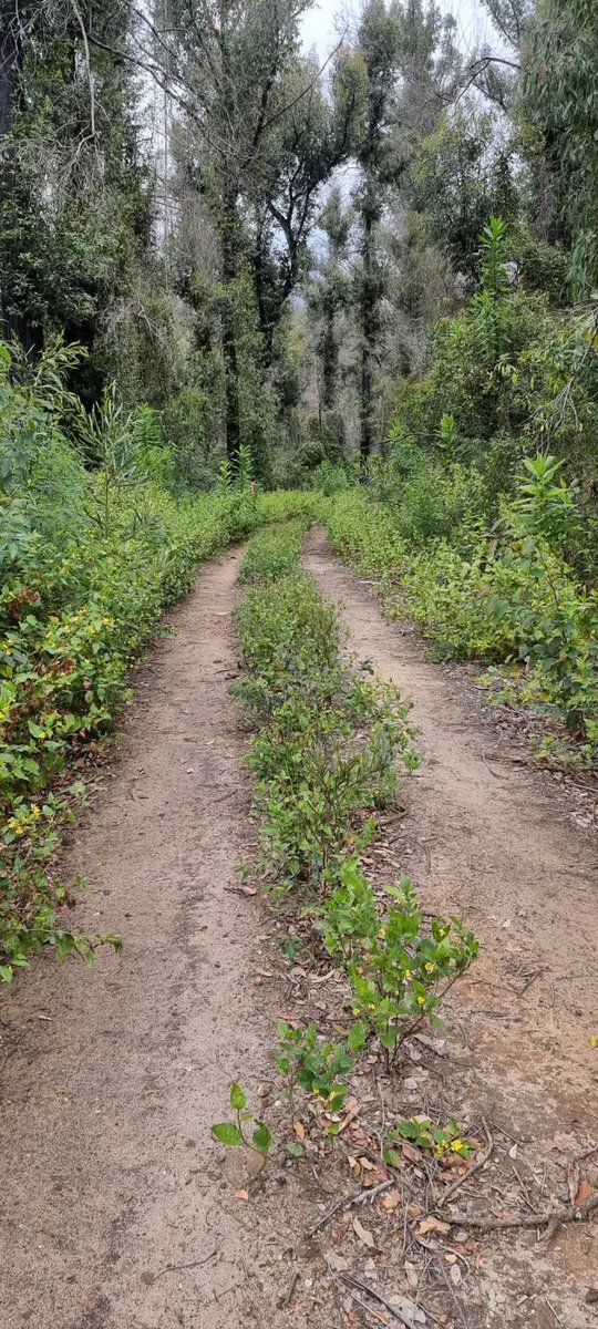 ACSouthEastern's tweet photo. #BatemansBay #Nowra &amp; #Plant #MitigationCrews are doing vegetation works on the #FireTrails in the McDonald #StateForest. 
Fire trails are used for management of bush fire risk across the landscape. https://t.co/SIJhLTpgZd