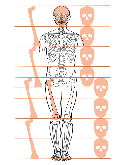 とある美術解剖学の本で大腿骨は身長の1/4と解説されてるようだけど、成人の大腿骨って50cm位あるから、実際のヒトだと身長200cmになってしまう。 