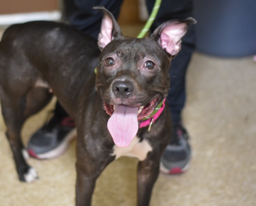 💔Agnes💔
#NYCACC #128189
▪️Adorable, petite, endearing, gentle girl. Found stray, my heart breaks 4 her. So terrified, presses herself against back of kennel, climbs up seeking an exit, when approached. Needs a loving, NEast, foster, 2 decmpress. 
Pls #pledge 4 #Rescue.
💞Agnes