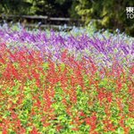 東京新聞←2㍍→写真部のツイート画像