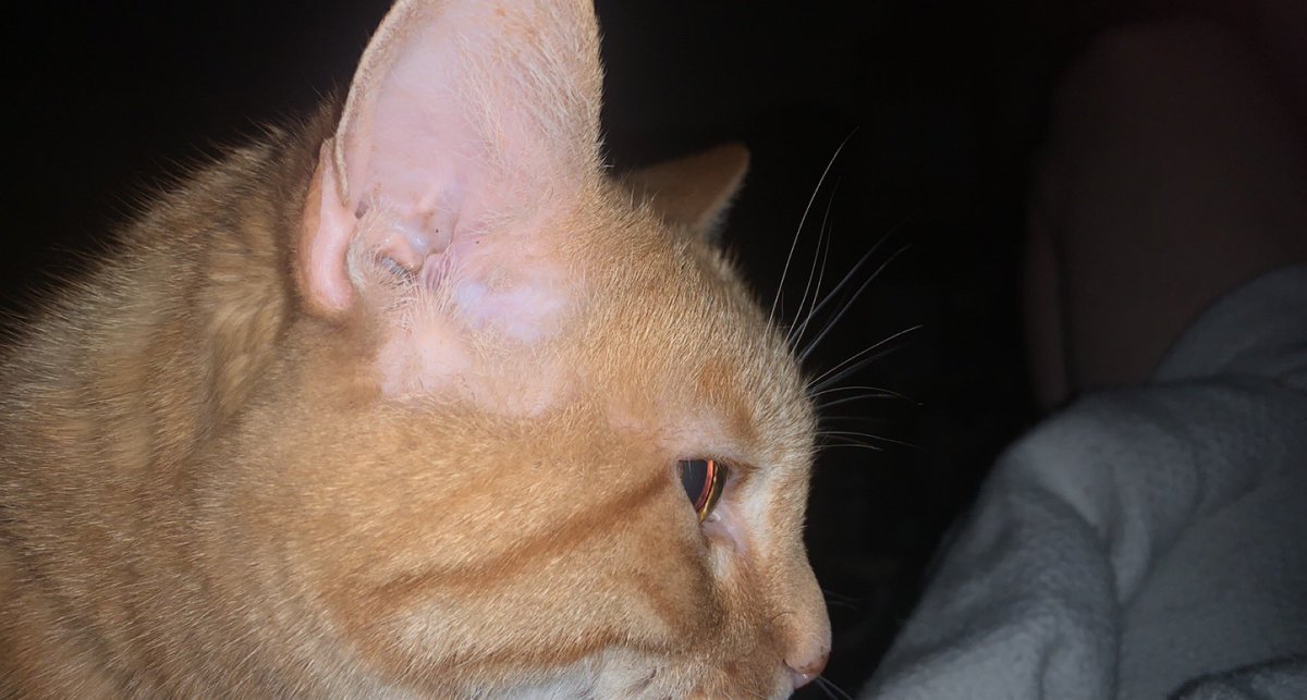 VanProProd's tweet image. We gamers twitch.tv/nerdy_noble