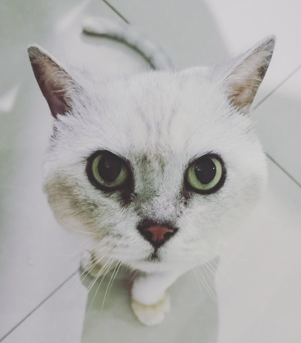 hobbyistandy's tweet photo. My cat Twix says hi! #sundaytalks https://t.co/RfGI8gLV89